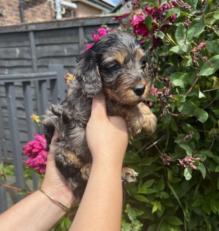 Gorgeous F1b C0CKAPOO Puppies Image eClassifieds4u