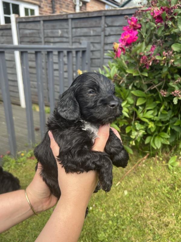 Gorgeous F1b C0CKAPOO Puppies Image eClassifieds4u