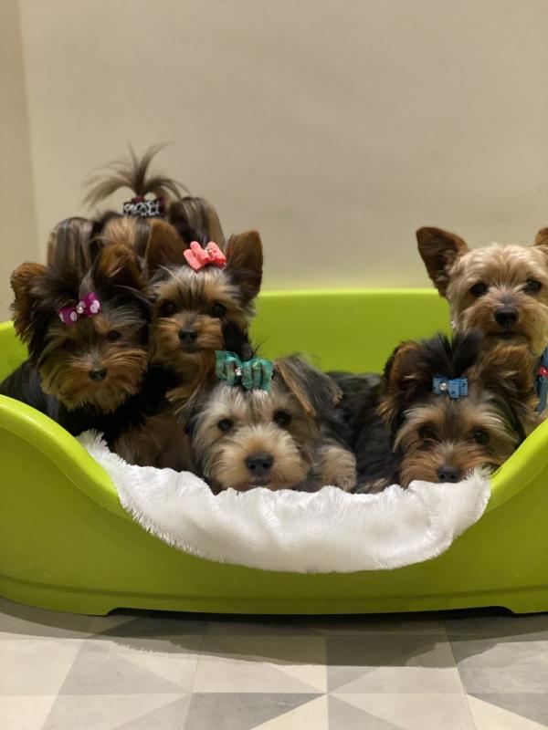 Gorgeous Yorkshire Terrier Puppies Image eClassifieds4u