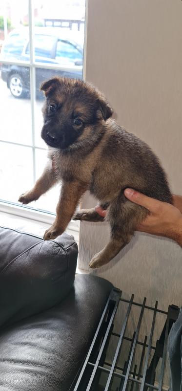 Healthy German Shepherd puppies.. Image eClassifieds4u