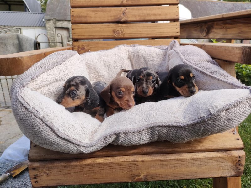 KC & FULLY HEALTH TESTED MINIATURE DACHSHUND puppies Image eClassifieds4u