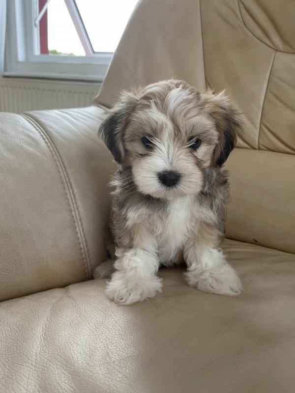 lovely Havanese puppies ready for loving homes.. Image eClassifieds4u
