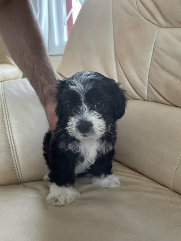 lovely Havanese puppies ready for loving homes.. Image eClassifieds4u