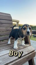 ⭐️CUTE BEAGLE PUPPIES READY FOR LOVING HOMES⭐️ Image eClassifieds4u 3