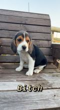 ⭐️CUTE BEAGLE PUPPIES READY FOR LOVING HOMES⭐️ Image eClassifieds4u 2
