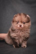 ♥️♥️♥️♥️♥️♥️♥️ KC Champion bloodline Pomeranian puppies ♥️♥️♥ Image eClassifieds4u 3