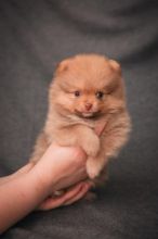 ♥️♥️♥️♥️♥️♥️♥️ KC Champion bloodline Pomeranian puppies ♥️♥️♥ Image eClassifieds4u 2