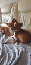 Adorable Basenji puppies ready for loving homes. Image eClassifieds4u 2