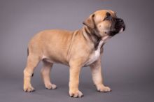 American xl bully puppies Image eClassifieds4u 2