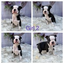Beautiful Boston Terrier Puppies Image eClassifieds4u 2