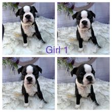 Beautiful Boston Terrier Puppies Image eClassifieds4u 1