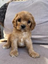 Beautiful cavapoo puppies Image eClassifieds4u 1