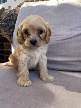 Beautiful cavapoo puppies Image eClassifieds4u 3