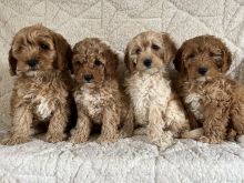 Beautiful health tested cavapoo puppies Image eClassifieds4u 1