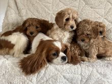 Beautiful health tested cavapoo puppies Image eClassifieds4u 2