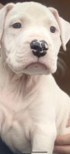 Beautiful White American Bulldog puppies ready for loving home.. Image eClassifieds4u 2