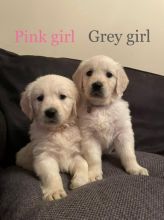 Golden Retriever puppies FOR ADOPTION Image eClassifieds4u 2