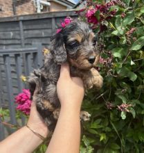 Gorgeous F1b C0CKAPOO Puppies Image eClassifieds4u 2