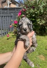 Gorgeous F1b C0CKAPOO Puppies Image eClassifieds4u 3