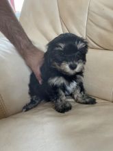 lovely Havanese puppies ready for loving homes.. Image eClassifieds4u 2