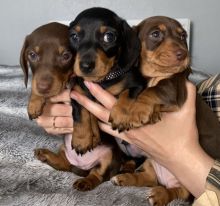 Miniature dachshund puppies Image eClassifieds4u 2