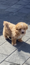 Miniature Toy Poodle puppies Image eClassifieds4u 2