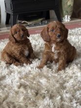 Outstanding Fox red and white cavapoo puppies Image eClassifieds4u 2