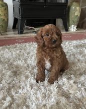 Outstanding Fox red and white cavapoo puppies Image eClassifieds4u 3