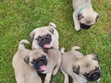 Pedigree Pug Puppies need loving homes. Image eClassifieds4u 1