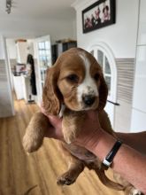 Stunning C0CKAPOO Puppies Image eClassifieds4u 3