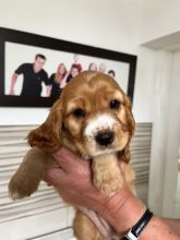 Stunning C0CKAPOO Puppies Image eClassifieds4u 2