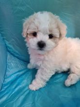 Stunning Bichon Frise Puppies *Available Now Image eClassifieds4u 2