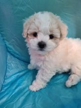 Stunning Bichon Frise Puppies *Available Now Image eClassifieds4u 2