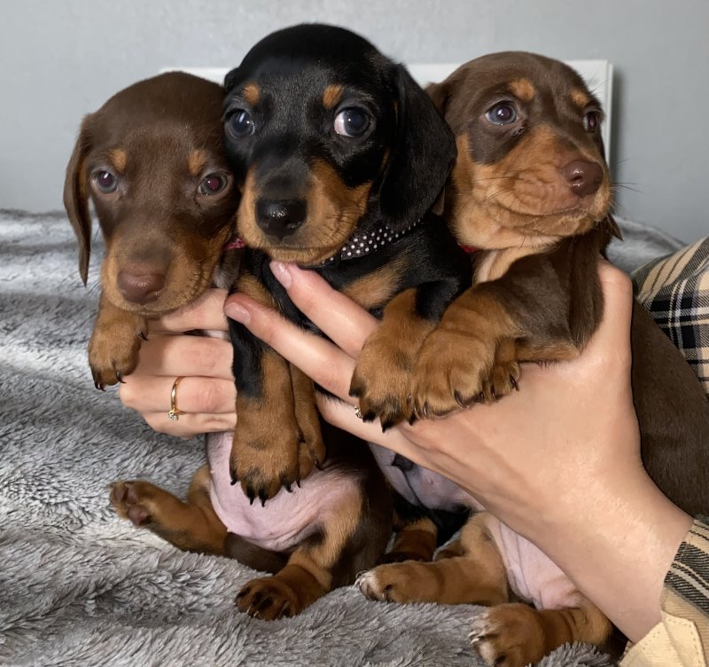 Miniature dachshund puppies Image eClassifieds4u