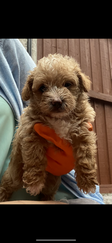 Miniature Toy Poodle puppies Image eClassifieds4u