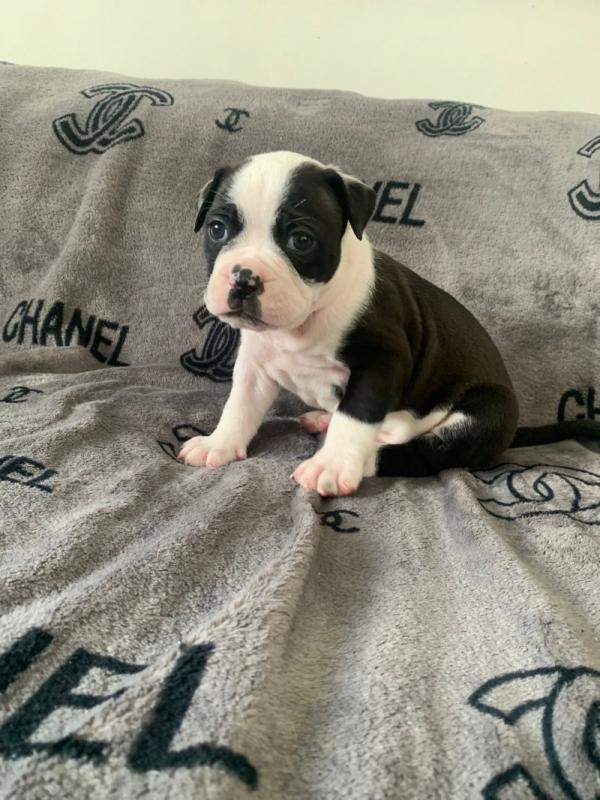 Old Tyme Bulldog puppies Image eClassifieds4u