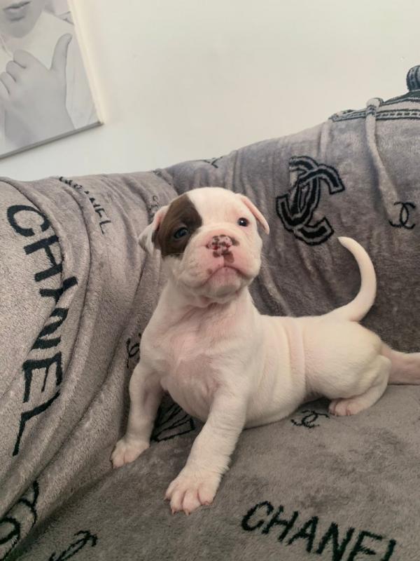 Old Tyme Bulldog puppies Image eClassifieds4u