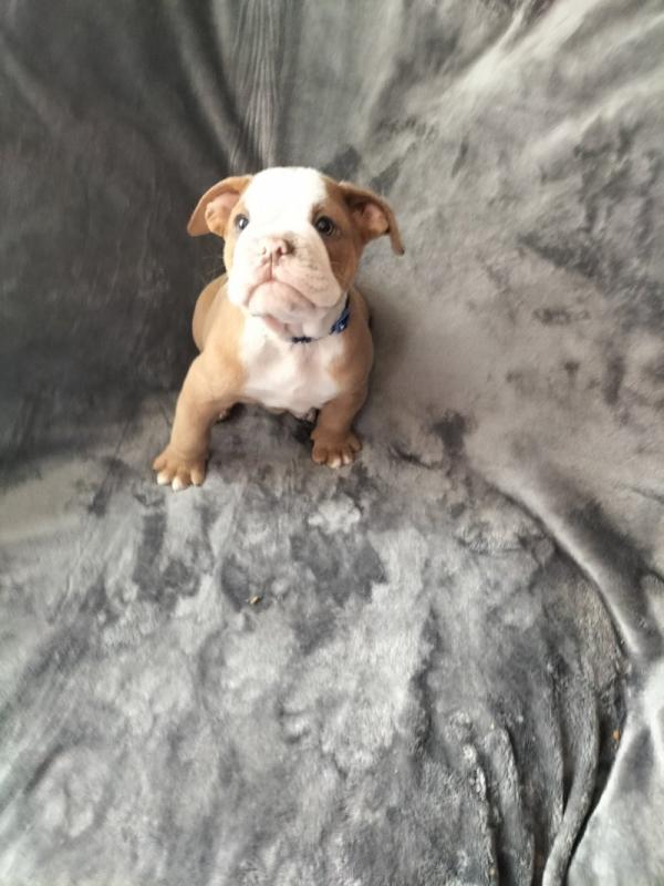 Old Tyme Bulldog puppies Image eClassifieds4u