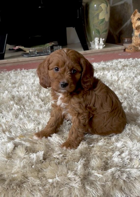 Outstanding Fox red and white cavapoo puppies Image eClassifieds4u