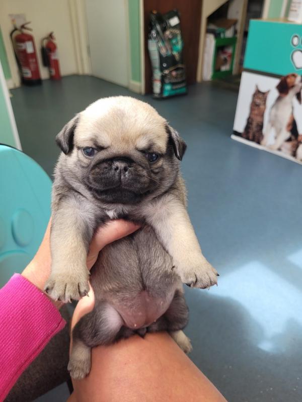 Pedigree Pug Puppies need loving homes. Image eClassifieds4u