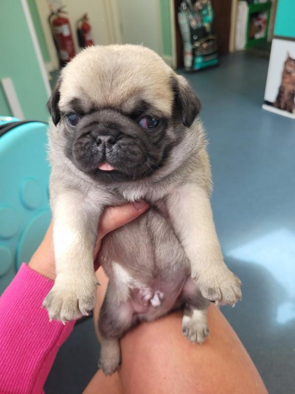 Pedigree Pug Puppies need loving homes. Image eClassifieds4u
