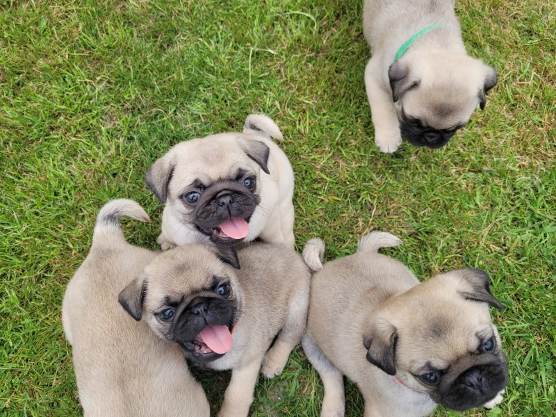 Pedigree Pug Puppies need loving homes. Image eClassifieds4u