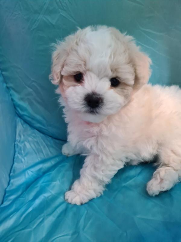 Stunning Bichon Frise Puppies *Available Now Image eClassifieds4u