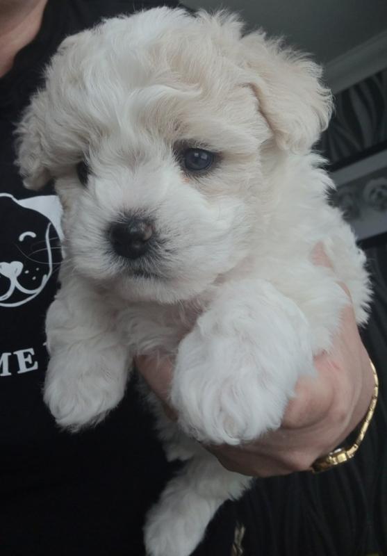Stunning Bichon Frise Puppies *Available Now Image eClassifieds4u