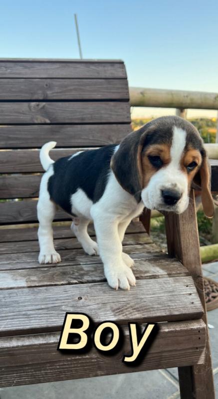 ⭐️CUTE BEAGLES FOR LOVING HOMES⭐️ Image eClassifieds4u