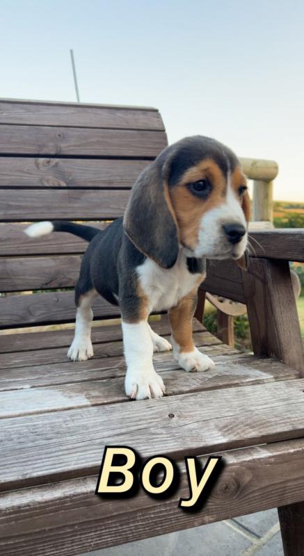 ⭐️CUTE BEAGLES FOR LOVING HOMES⭐️ Image eClassifieds4u