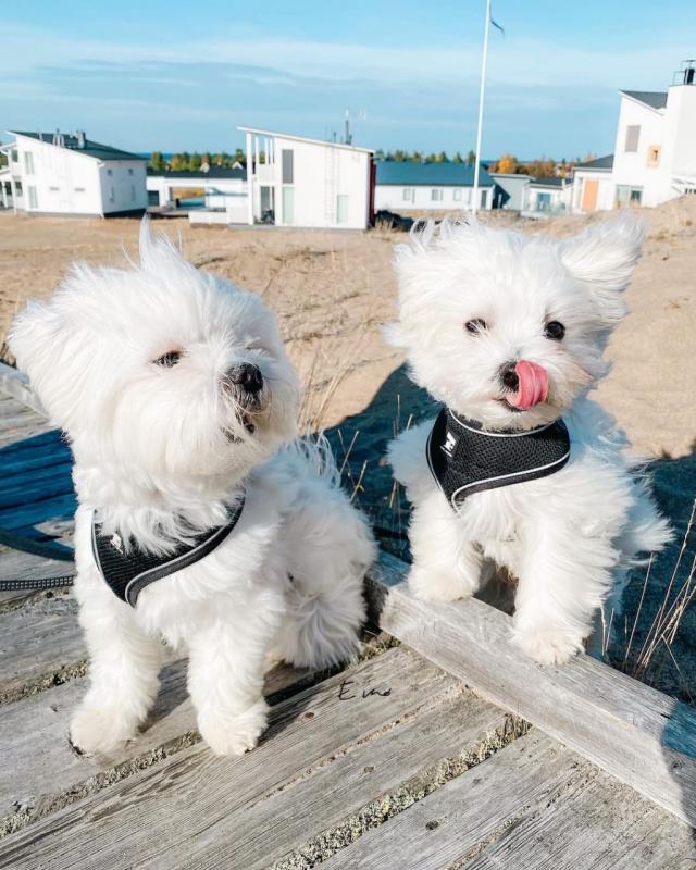 Maltese Puppies Available for adoption ( micheal.jennifer358@gmail.com ) Image eClassifieds4u