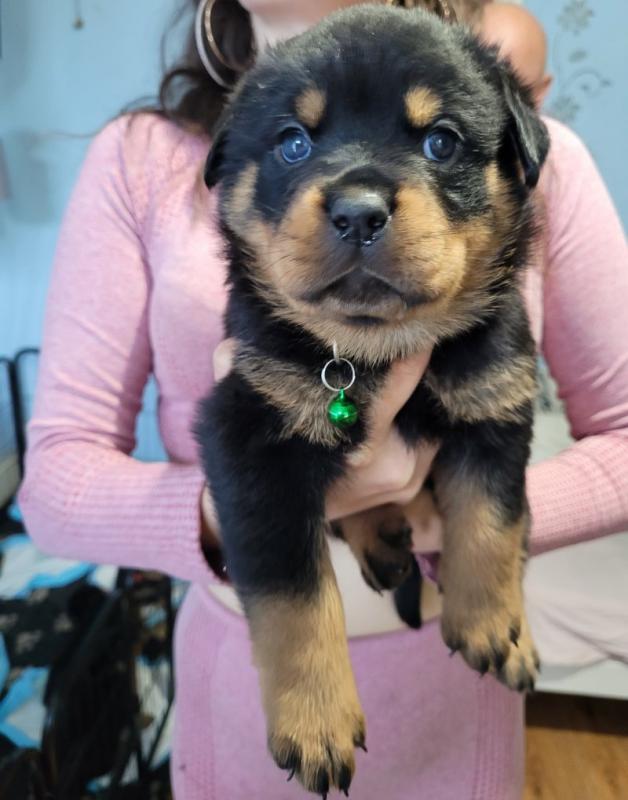 ❤️❤️ Rottweiler puppies ready to go ❤️❤️ Image eClassifieds4u