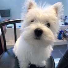 Male and female Westie Puppies available. { danielison.568@gmail.com }