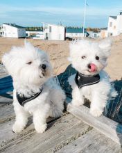 Maltese Puppies Available for adoption ( micheal.jennifer358@gmail.com )